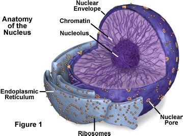control center of the cell nucleolus